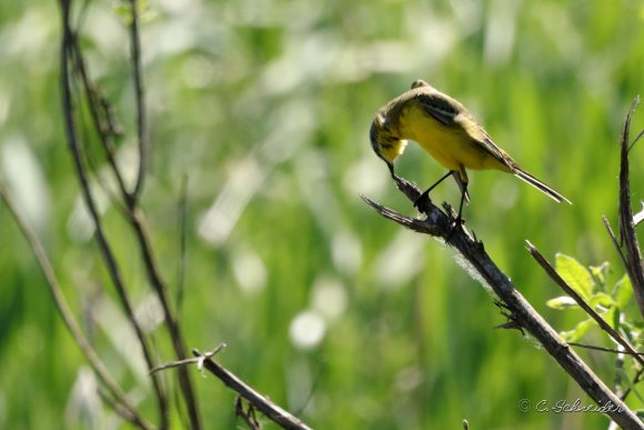 Bergeronnette printanière