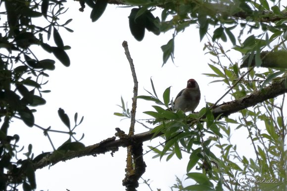 Chardonneret Élégant