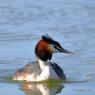 Grebe hupée