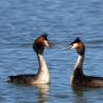 Grebe hupée