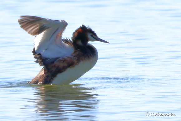 Grebe hupée