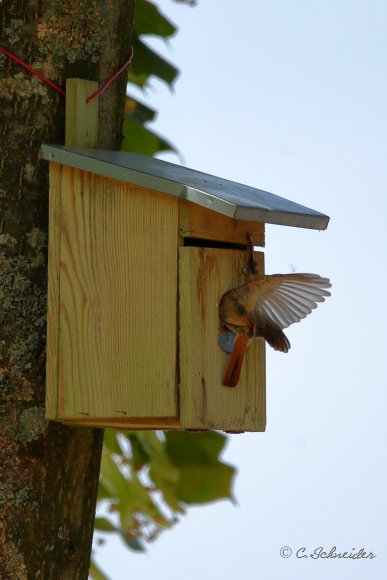 Rougequeue à front blanc