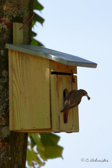 Rougequeue à front blanc
